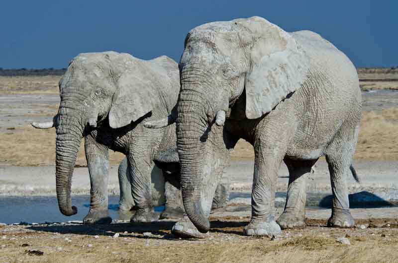 63 - Namibia - elefantes en el barro - parque nacional de Etosha